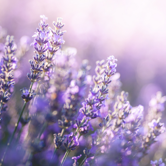 Lavanda