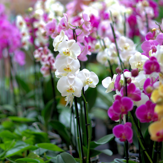 Orquideas